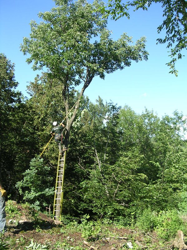man up a ladder in a tree using a saw to trim a branch