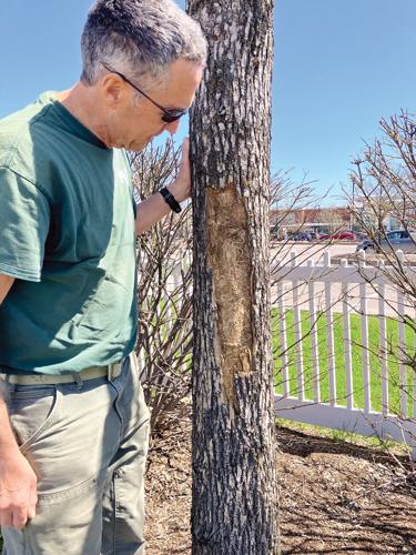 Greg Ranallo inspecting emerald Ashboro damage