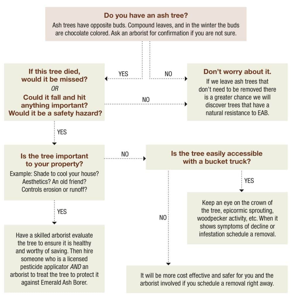 Decision tree infographic showing how arborists evaluate whether an ash tree with emerald ash borer should be treated, monitored, or removed based on canopy loss, tree health, and safety risk.
