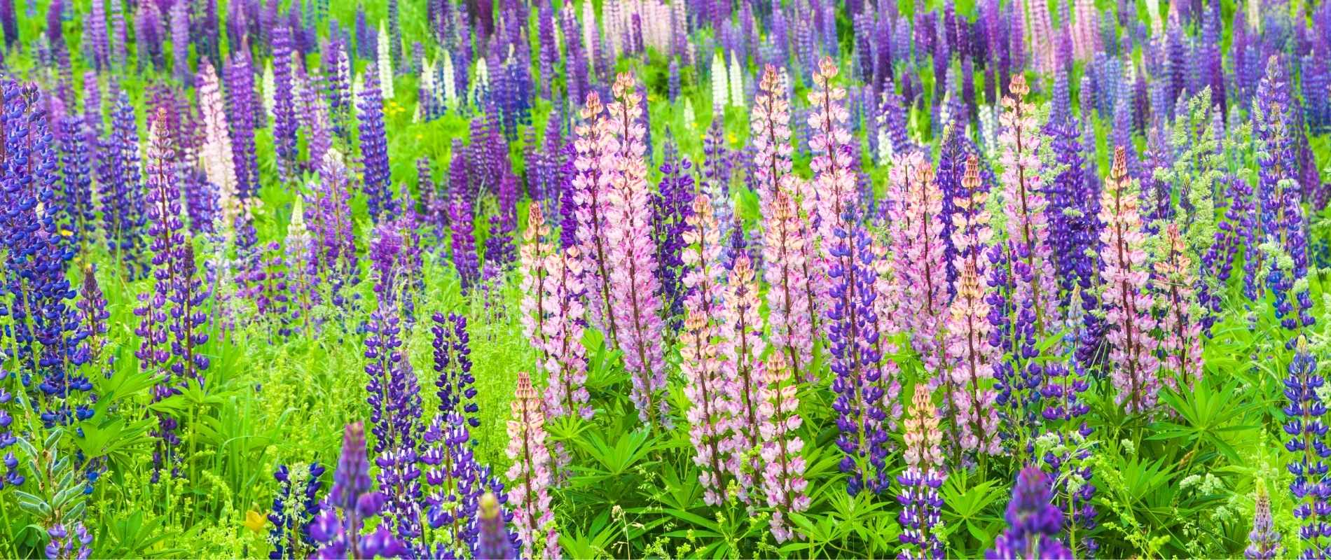 Field of colorful lupine wildflowers in bloom during a Vermont spring