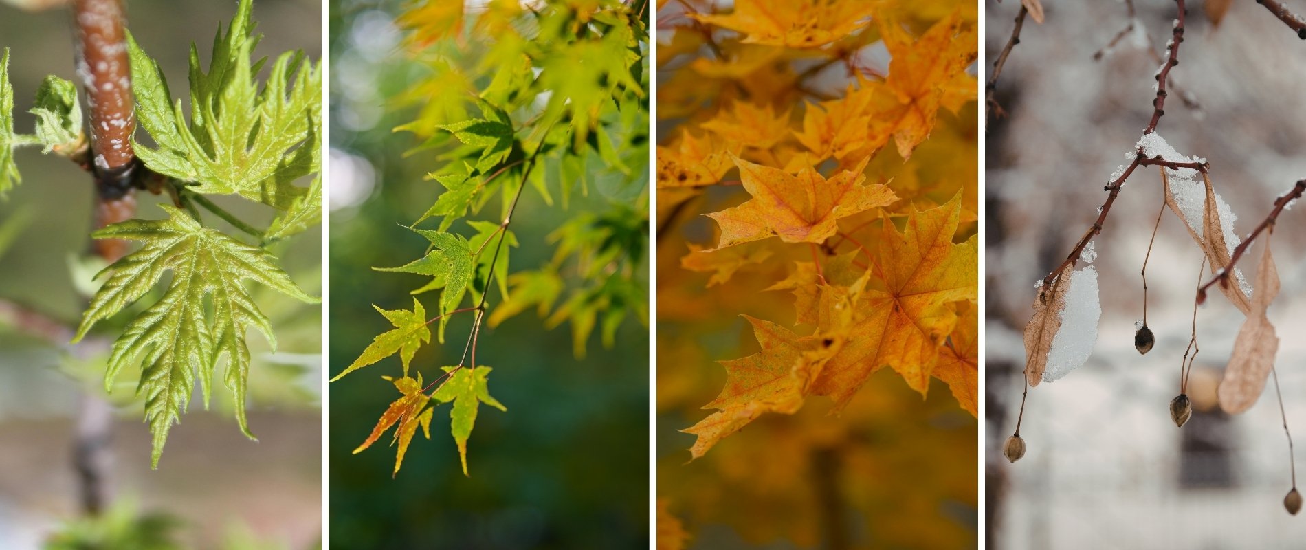 Four-panel collage of maple tree leaves through all four seasons