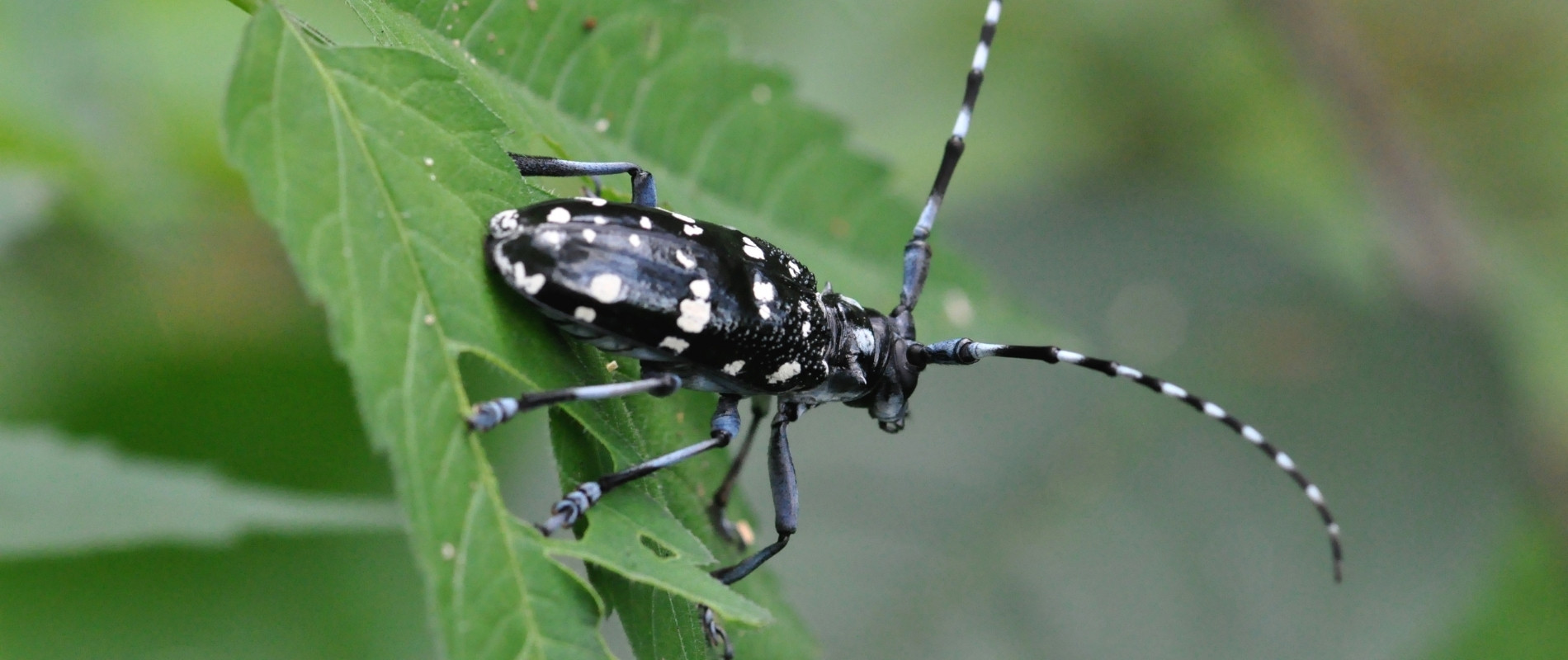 Close-up of an Asian longhorned beetle on a green leaf