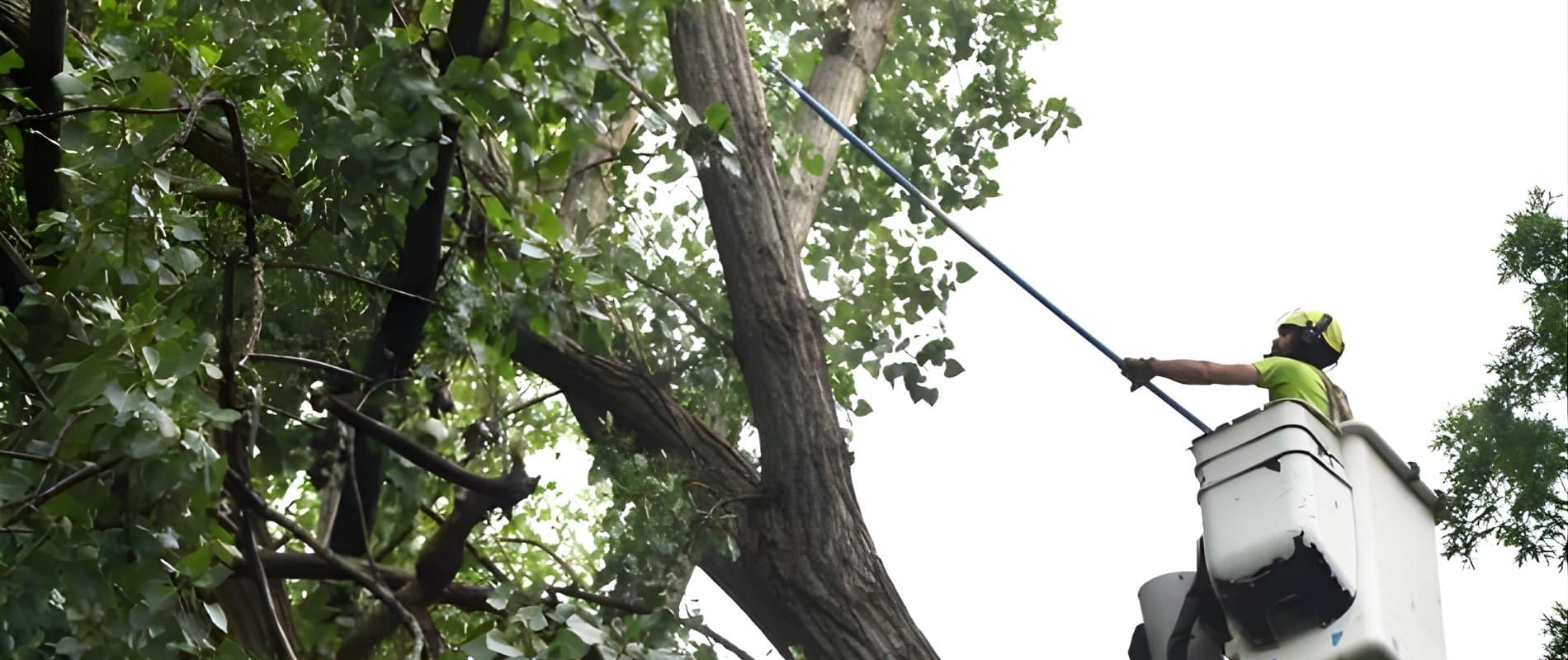 Teachers Tree Service arborist pruning a large tree from a bucket lift in summer