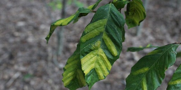 Beech tree leaves showing yellow banding and dark stripes characteristic of beech leaf disease
