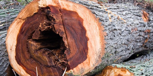 Cross-section of a felled tree trunk showing internal decay from Dutch elm disease