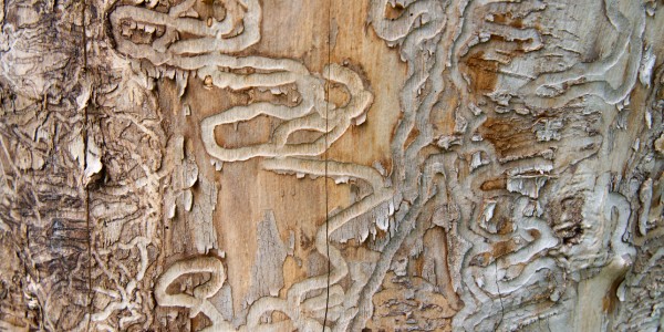 Close-up of serpentine tunnel patterns left by emerald ash borer larvae beneath tree bark
