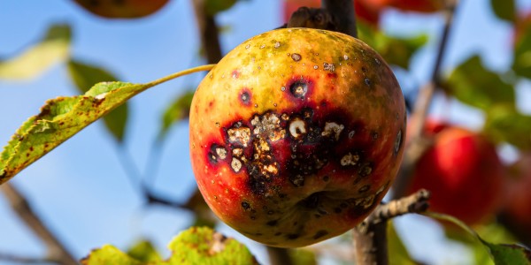 Diseased apple on a tree showing dark scab lesions and discoloration