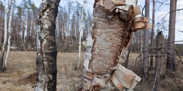 Birch tree trunk with peeling bark revealing borer tunnels in the wood underneath