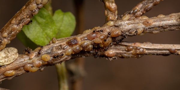 Close-up of scale insects clustered along a tree branch with ants