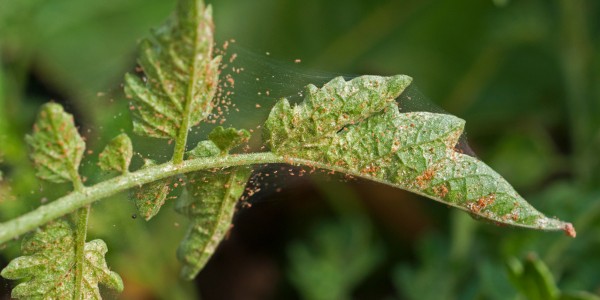 Leaf showing spider mite damage with stippling and fine webbing
