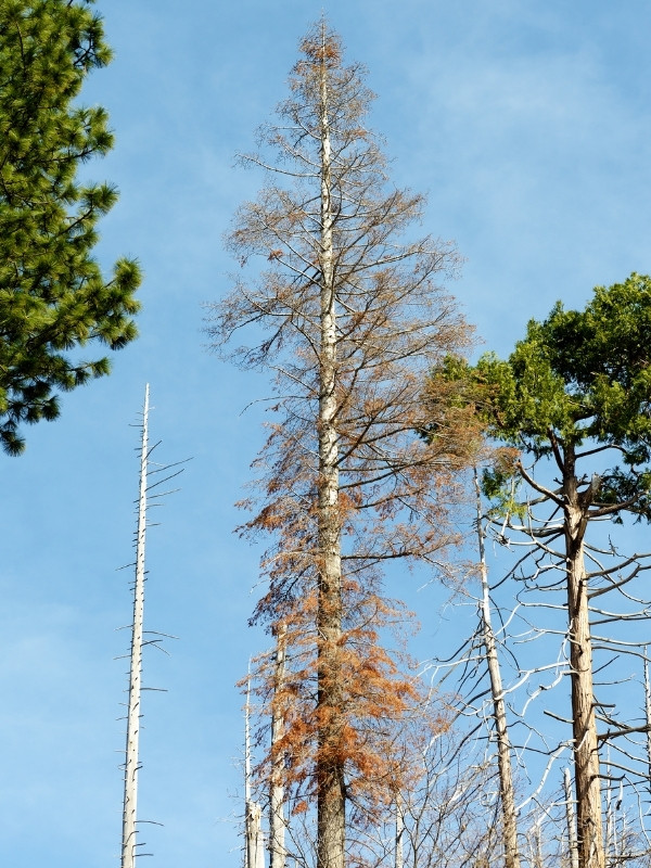 Dying pine tree with brown needles and dead branches against a blue sky