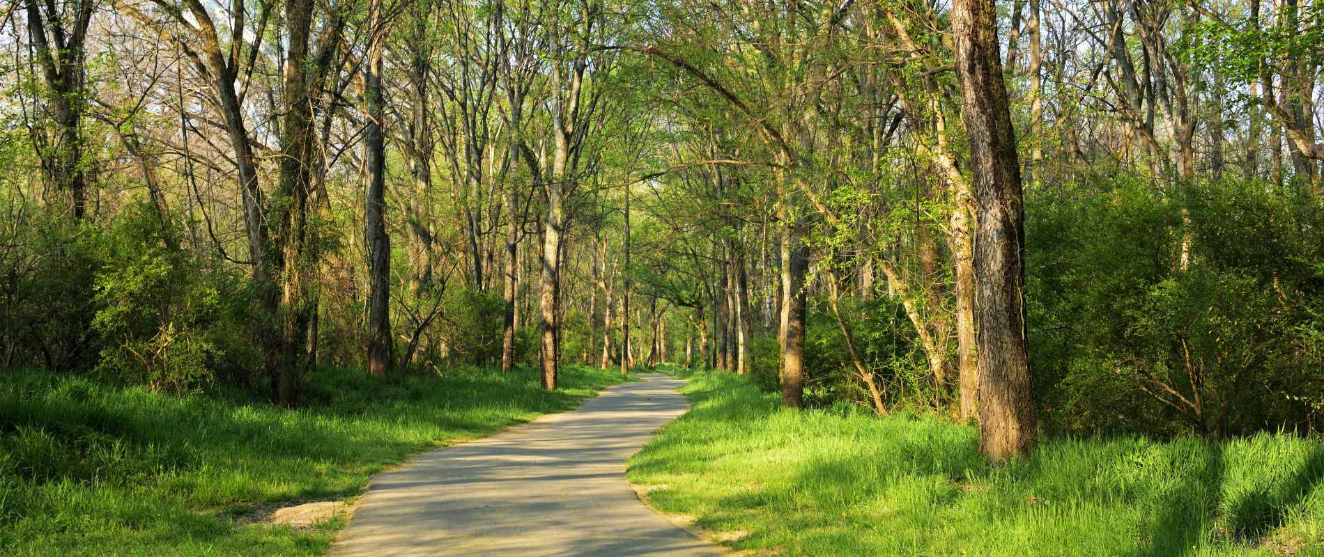 Tree-lined park path in spring near Charlotte, VT