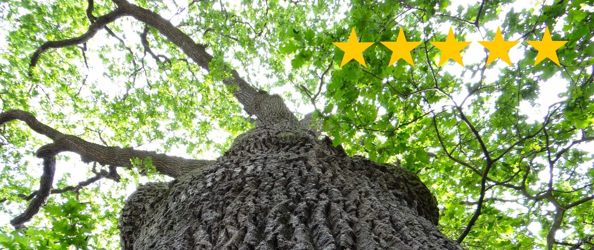 Looking up through a mature oak tree canopy with a five-star rating overlay