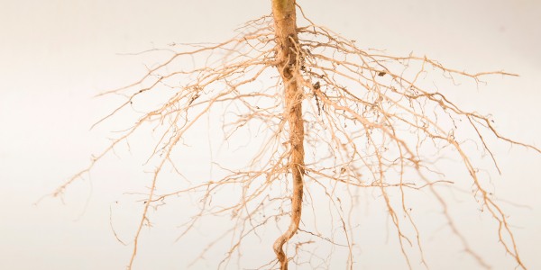 Detailed view of a tree's deep root system with fine root structure