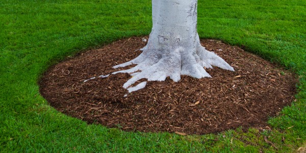 Properly applied mulch ring around the base of a tree on a maintained lawn
