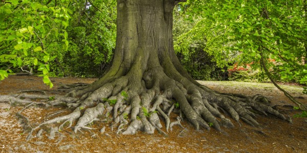 Mature tree with a well-developed root collar and exposed surface roots