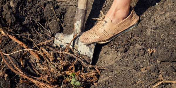 Foot pressing a shovel into soil near exposed tree roots during root pruning