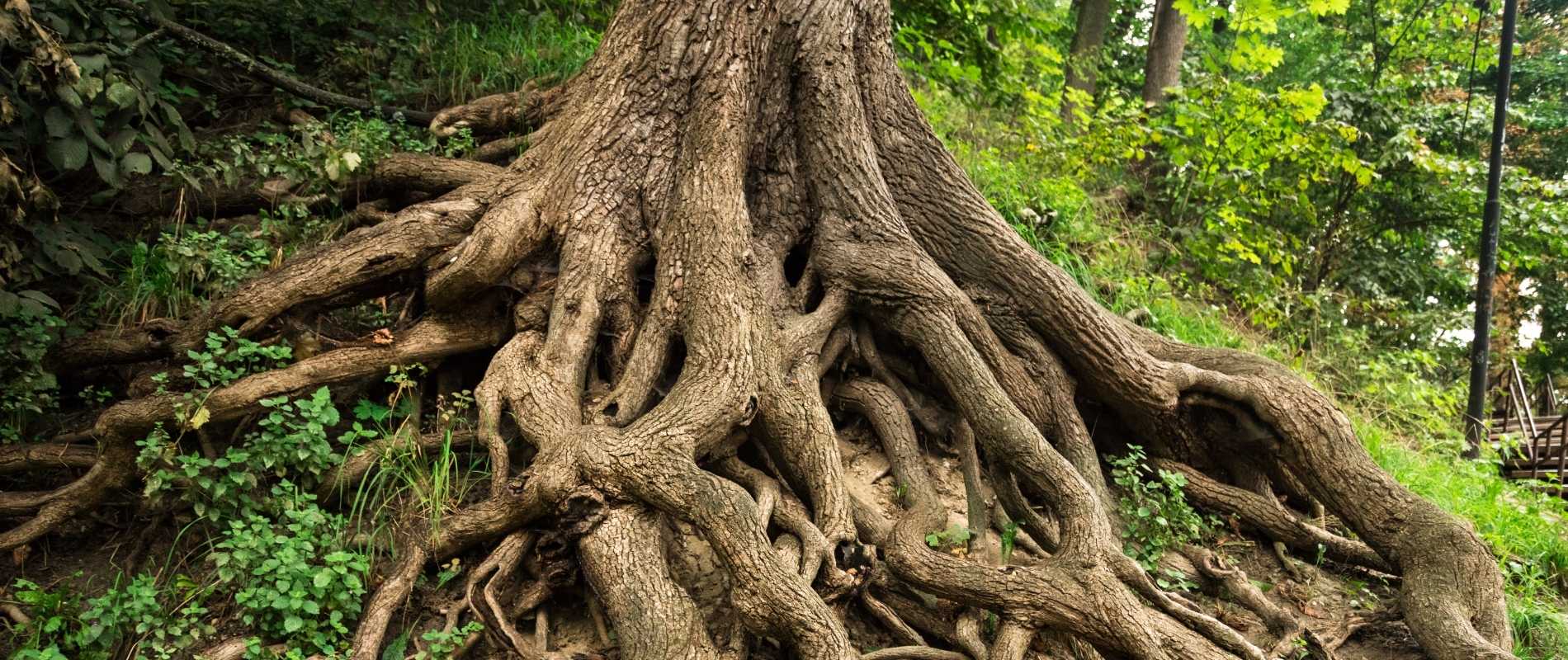 Massive exposed tree root system at the base of a large forest tree