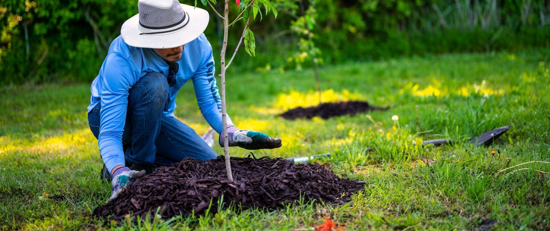 Arborist planting a young tree with fresh mulch in a residential lawn