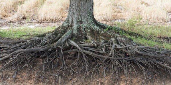Tree base with exposed girdling roots wrapping around the trunk