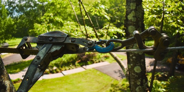Close-up of cable hardware and rigging installed between tree branches for structural support