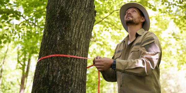 Arborist measuring the trunk diameter of a mature tree during a health assessment