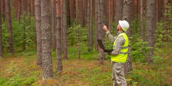 Arborist in safety gear with a laptop conducting a tree risk assessment in a forested area