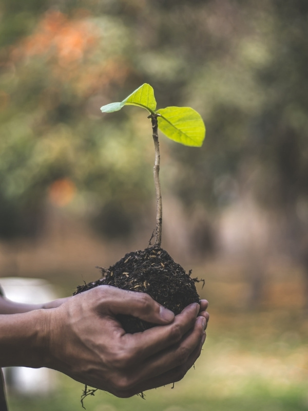 Hands cradling a young tree sapling with soil around its roots