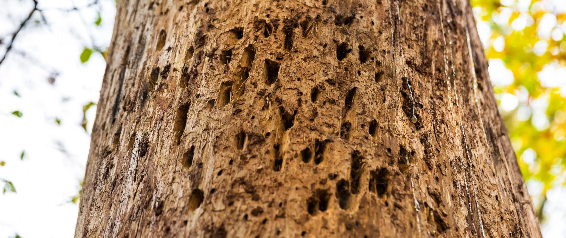 Close-up of a tree trunk heavily damaged by insect infestation