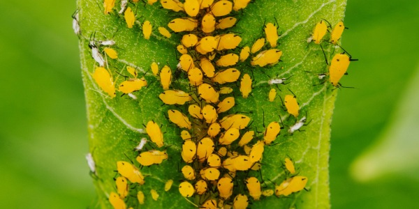 Close-up of a heavy aphid infestation clustered on a plant stem