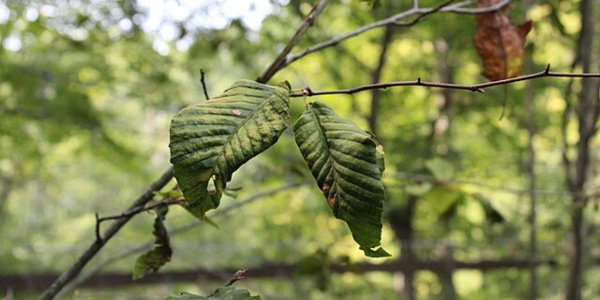 Beech tree leaves showing characteristic striping and distortion from beech leaf disease