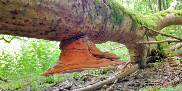 Large fungal conk growing on the underside of a fallen tree trunk in a forest