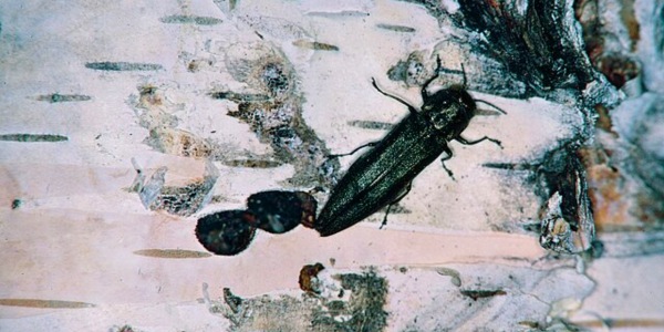 Close-up of a bronze birch borer beetle on damaged birch tree bark