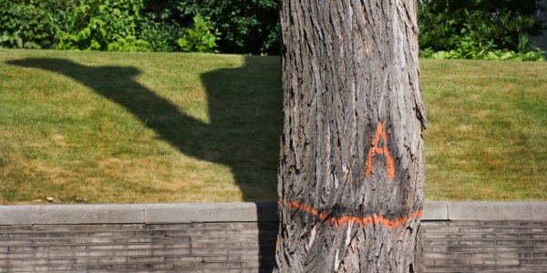 Elm tree trunk marked with orange spray paint indicating Dutch elm disease infection