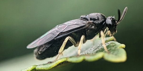 Close-up of an elm zigzag sawfly on a green leaf