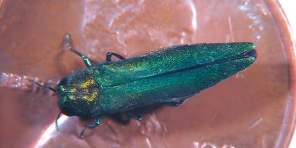 Close-up of an emerald ash borer beetle on a copper penny showing its metallic green body