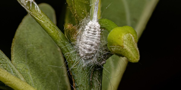 Close-up of a magnolia scale insect on a plant stem