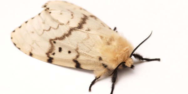 Close-up of a spongy moth adult on a white background