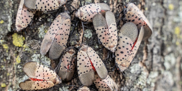 Cluster of spotted lanternfly adults gathered on a tree trunk