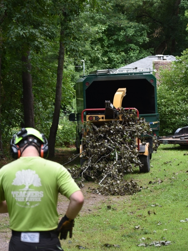 Teachers Tree Service ground crew member overseeing branch cleanup with a wood chipper