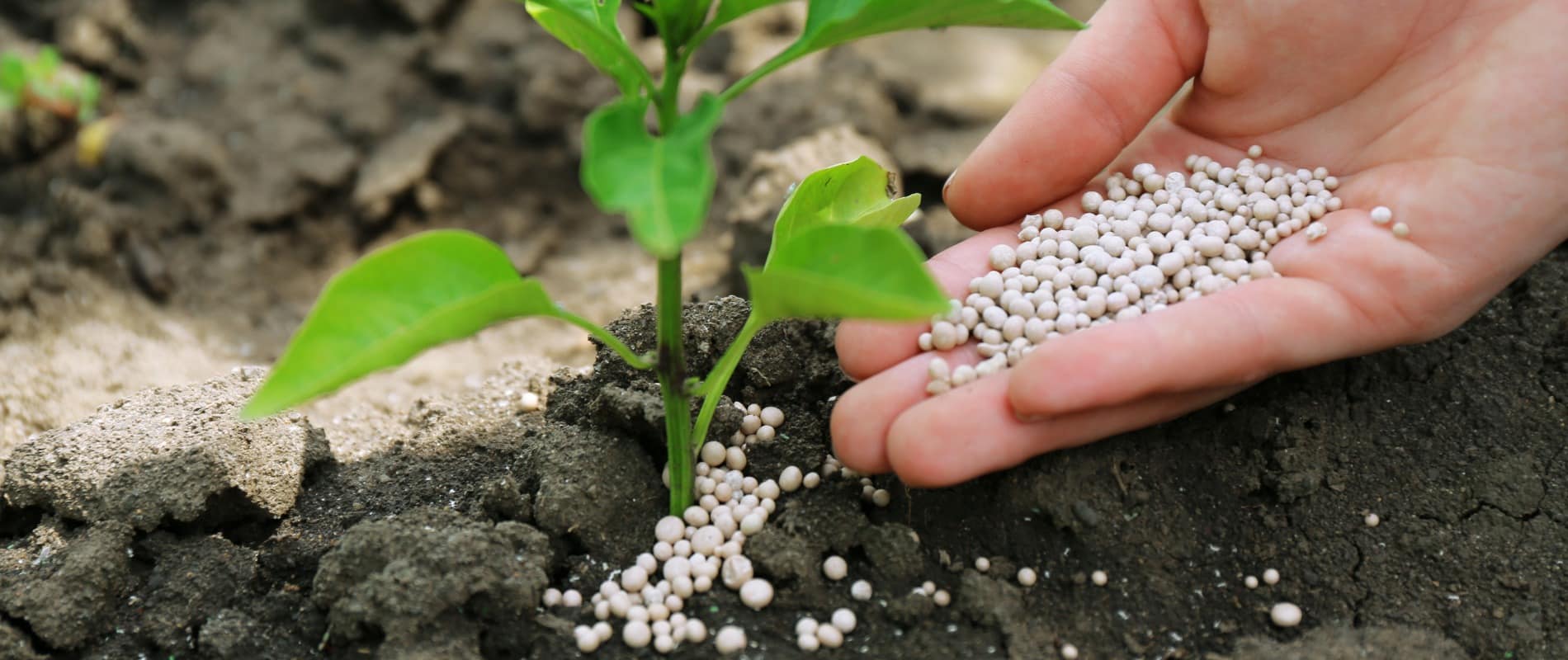 Teachers-Website-fertilization-header-hand-tree-fertilizer