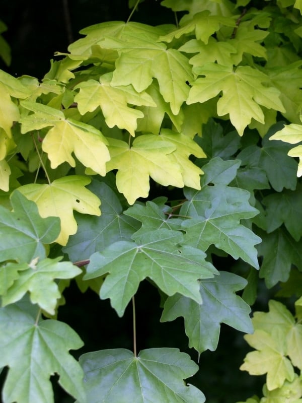 Maple tree leaves showing yellowing alongside healthy green foliage indicating nutrient deficiency