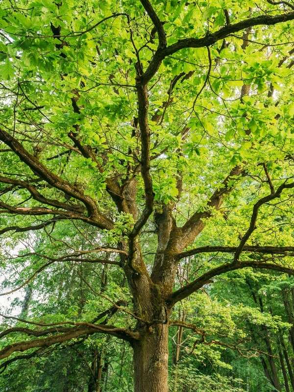 Healthy oak tree with vibrant green summer canopy