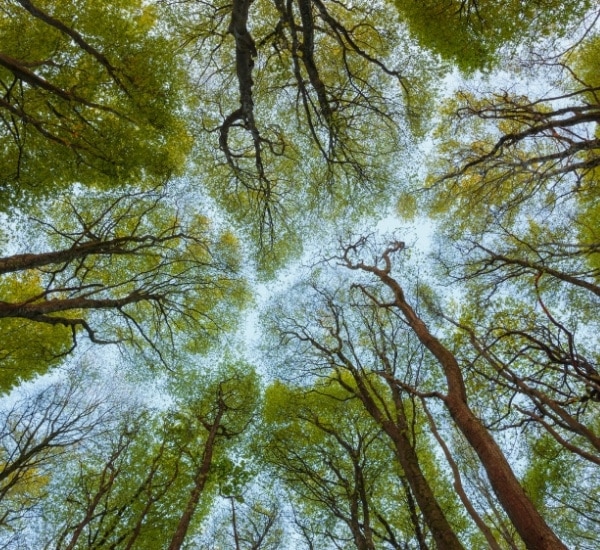 Looking up at a thinning tree canopy with sparse foliage against the sky