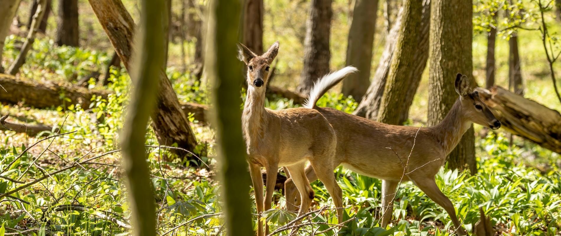 Two white-tailed deer standing in a sunlit forest