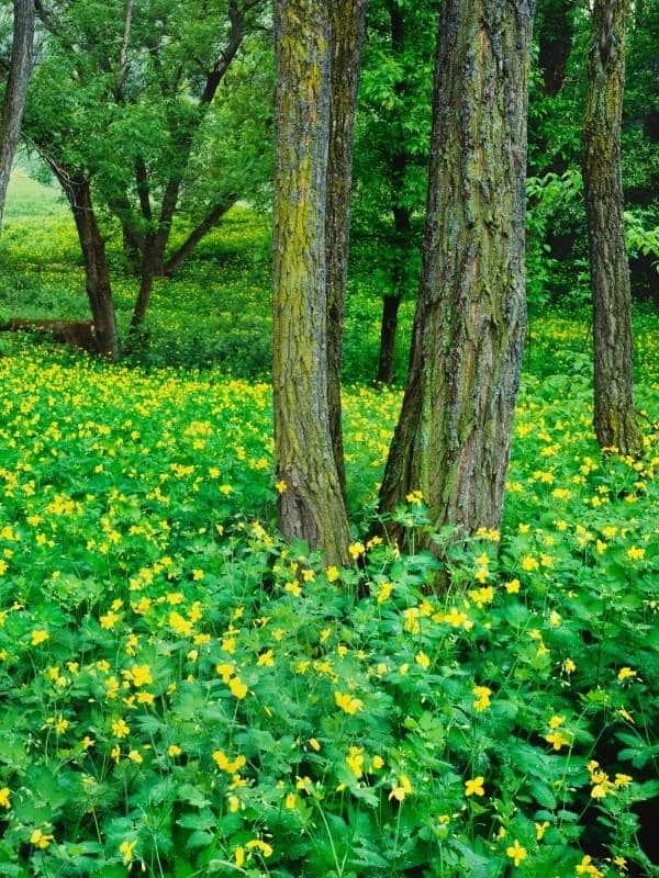 Tree trunks surrounded by yellow wildflowers in a Vermont forest in spring