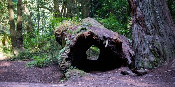Large hollow fallen log covered in moss on a forest floor