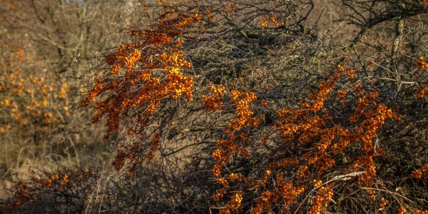 Invasive shrub branches covered in clusters of orange berries
