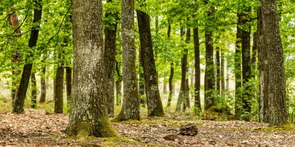 Open hardwood forest with mature tree trunks and leaf-covered ground