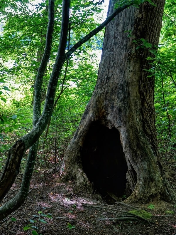 Large tree hollow at the base of a mature trunk in a wooded area